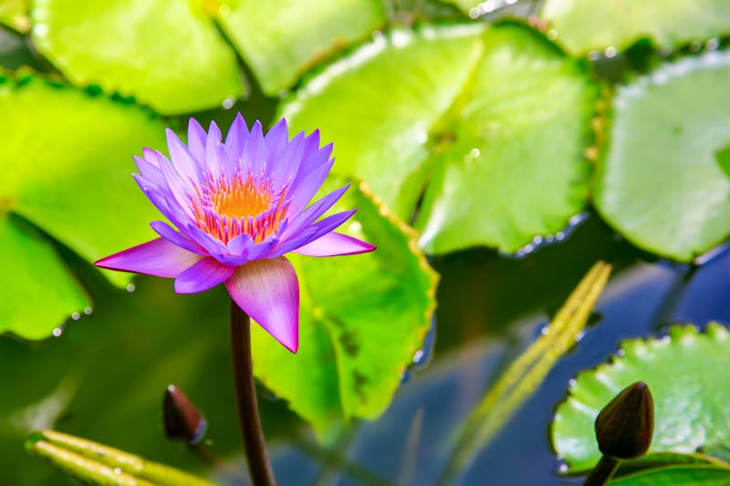 Violette Seerose im Botanischen Garten von Wellington - ©Iriana Shiyan - stock.adobe.com