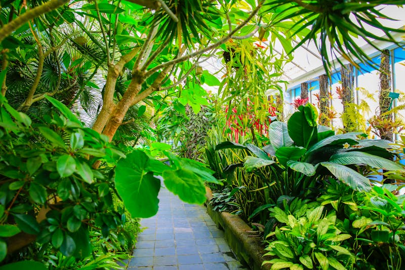 Gewächshaus im Botanischen Garten von Wellington - ©Iriana Shiyan - stock.adobe.com