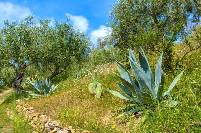 Wandern in Ligurien - Olivenbäume und Agaven  - ©H. Rambold - stock.adobe.com