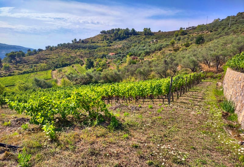 Wanderung zum Bergdorf Perinaldo in Ligurien - ©Sergio Pazzano - stock.adobe.com