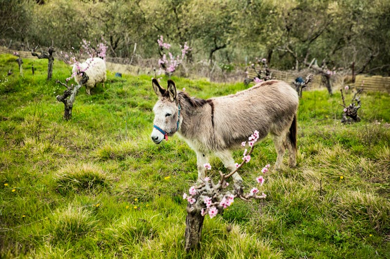 Wanderung zum Bergdorf Perinaldo in Ligurien - ©Suzi Media  - stock.adobe.com