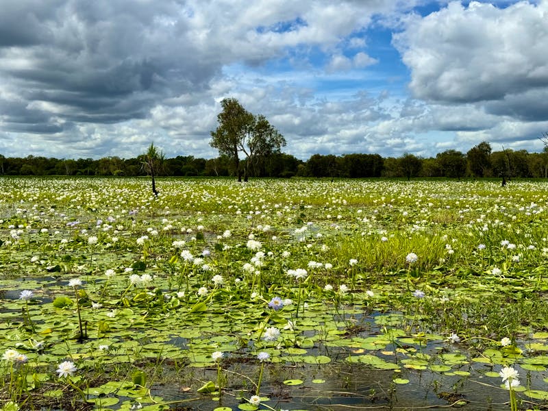 Bootstour auf dem South Alligator River im Kakadu-Nationalpark – Seerosen - ©Andreas Wolfsteller - Eberhardt TRAVEL