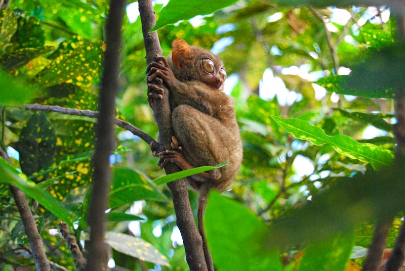 Koboldmaki auf der Insel Bohol - Philippinen - ©GuruTop5 - stock.adobe.com