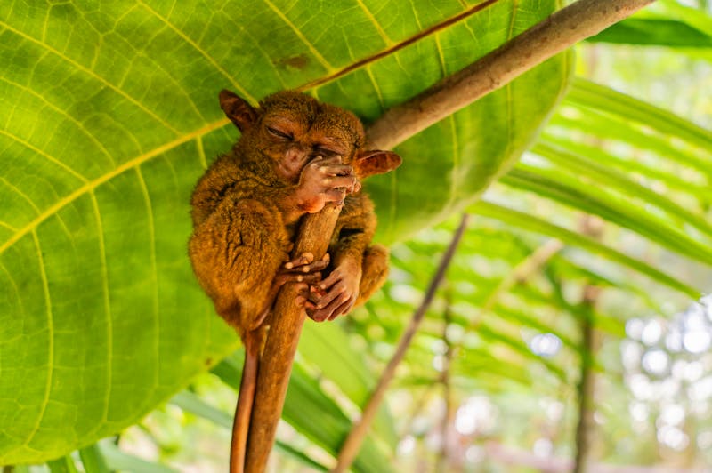 Koboldmaki auf der Insel Bohol - Philippinen - ©Вера  - stock.adobe.com