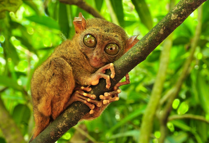 Koboldmaki auf der Insel Bohol - Philippinen - ©verinize - stock.adobe.com