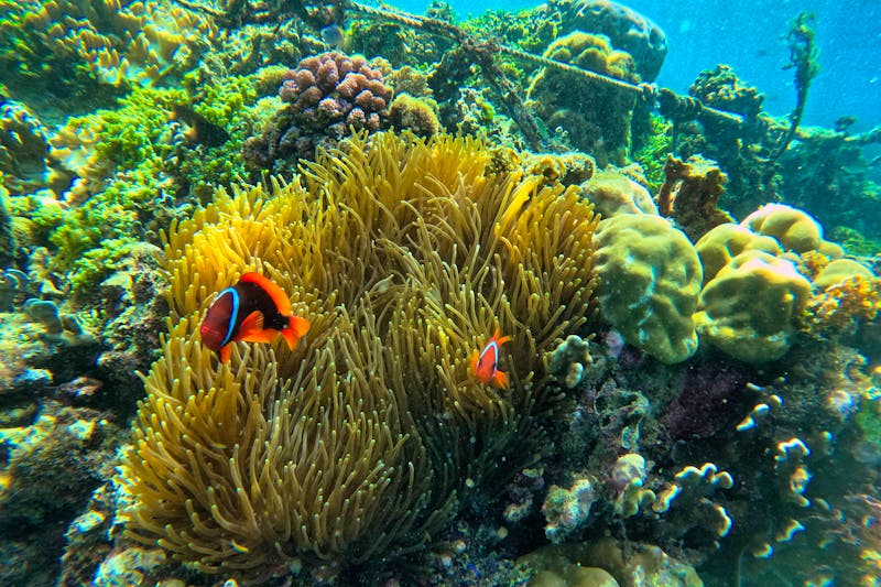 Unterwasserwelt bei Pamilacan Island - Philippinen - ©Monika - stock.adobe.com