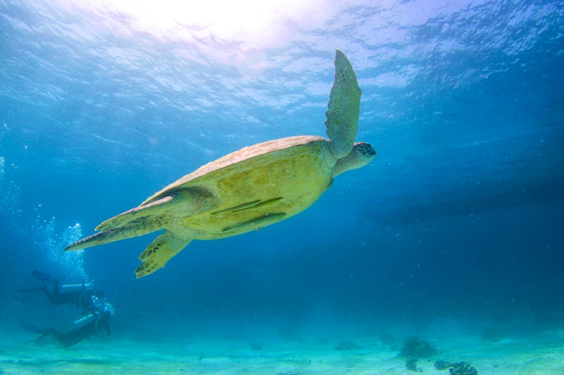 Unterwasserwelt bei Pamilacan Island - Schildkröte - ©Masakazu Tokashiki - stock.adobe.com