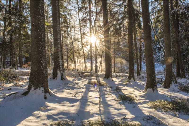 Umgebung von Bad Soden-Salmünster - winterliche Blicke in den verschneiten Wald - ©Spessart Tourismus und Marketing GmbH