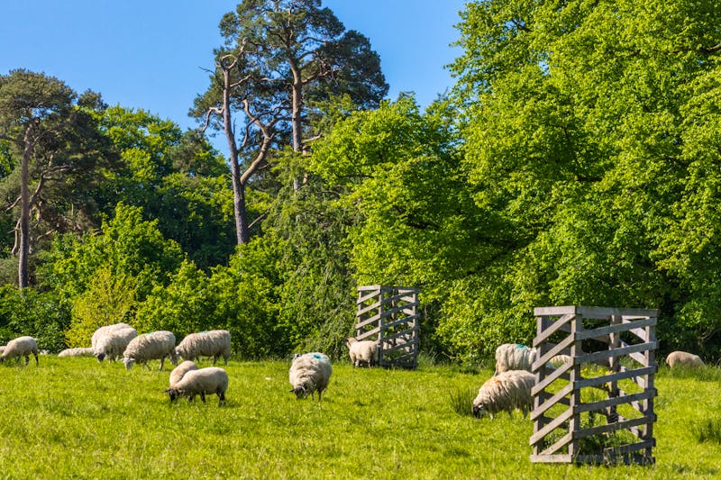 Ayrshire in Südwest-Schottland - Schafzucht - ©Klodien - stock.adobe.com