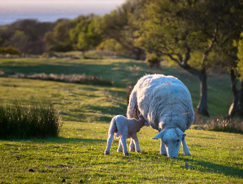 Ayrshire in Südwest-Schottland - Schafzucht &ndash; &copy; Mark - stock.adobe.com