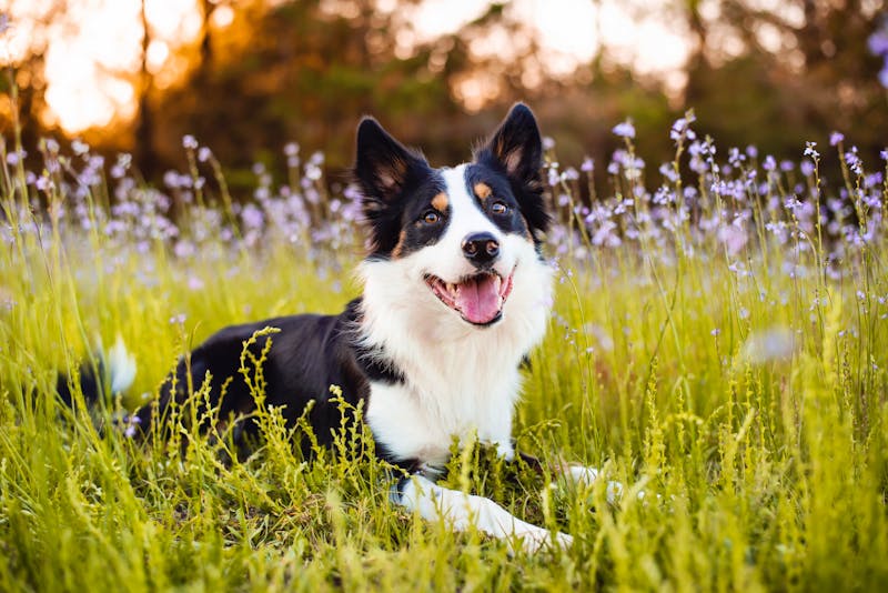 Ayrshire in Südwest-Schottland - Border Collie, beiliebter Hütehunden von Schafherden - ©Tanya - stock.adobe.com