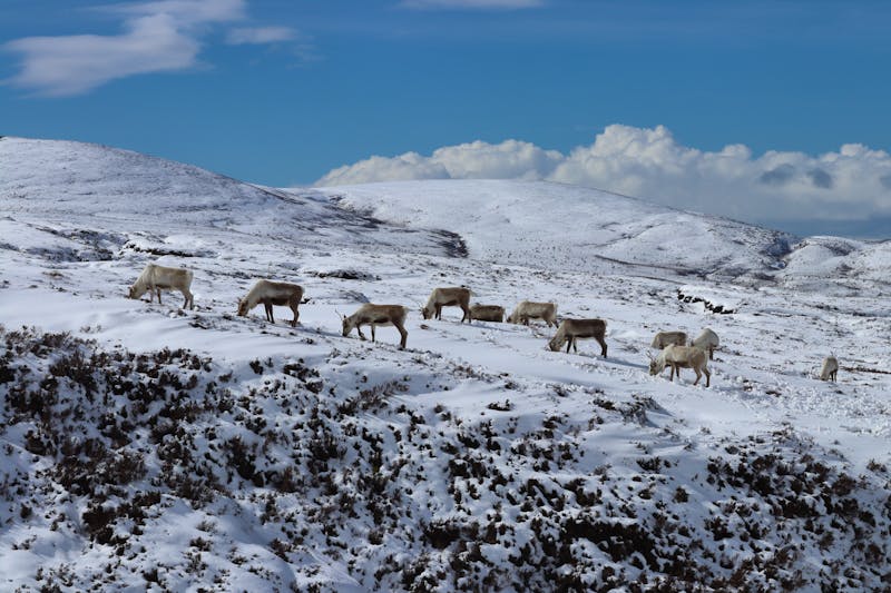 Rentiere in den Cairngorms in den schottischen Highlands im Winter - ©MountainGlory - stock.adobe.com