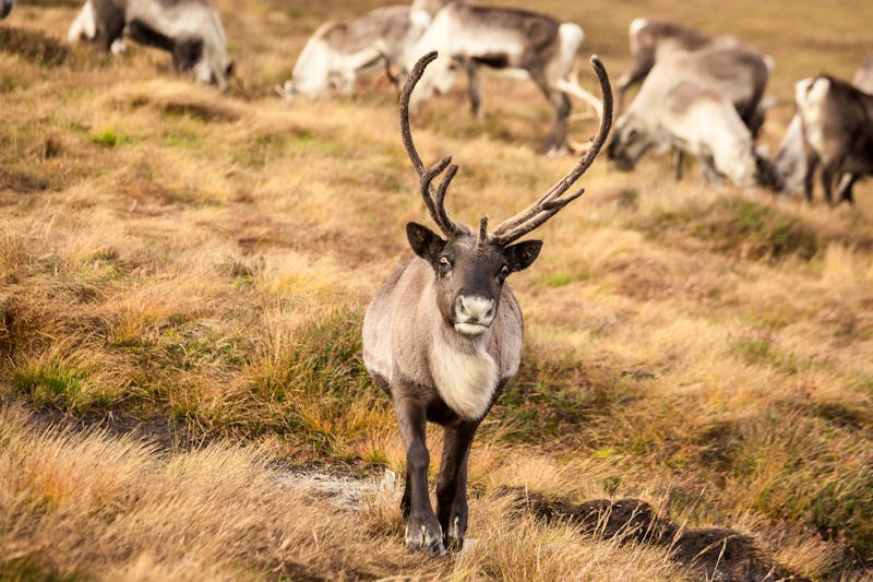 Rentiere in den Cairngorms in den schottischen Highlands - ©RuslanKphoto - stock.adobe.com