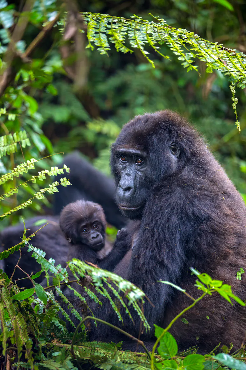Gorillas in Uganda - &copy;George Erwin Turner - stock.adobe.com