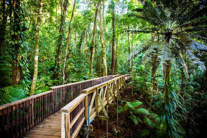 indalba Boardwalk durch den uralten Regenwald in der Daintree-Region in Queensland - ©FiledIMAGE - stock.adobe.com