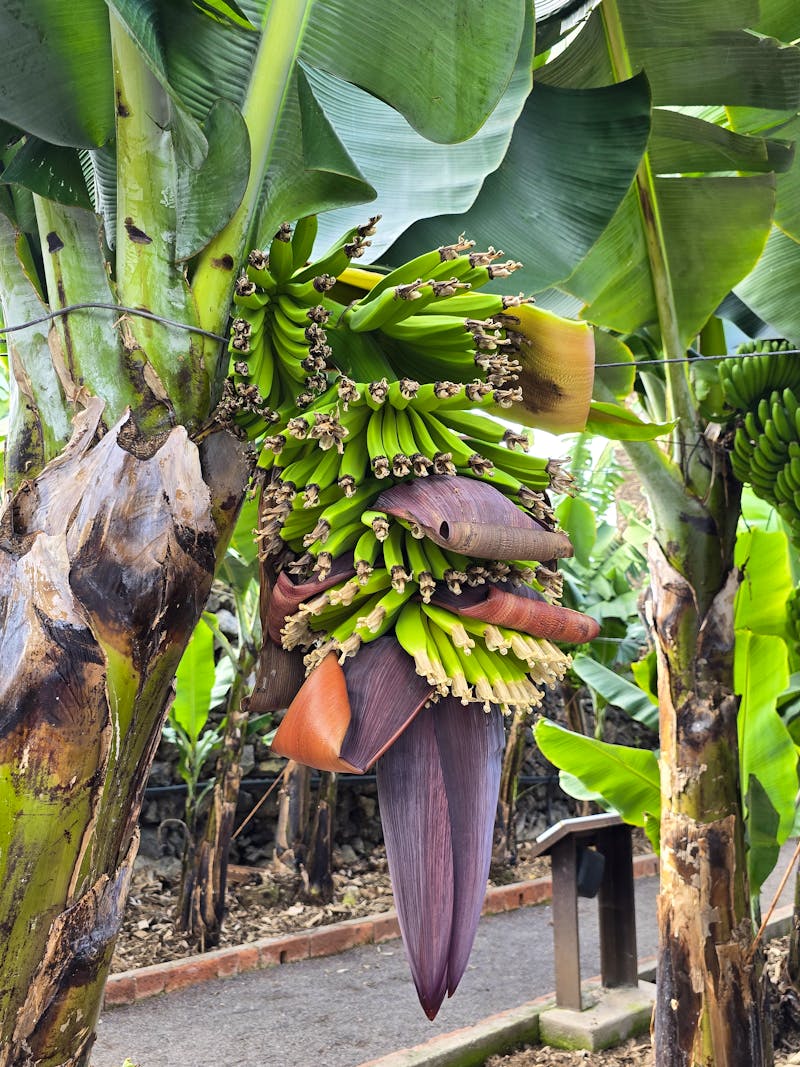 Bananenplantage Icod de los Vinos - &copy;Eberhardt TRAVEL