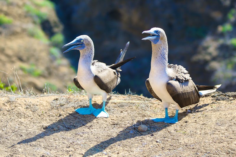 Nistende Blaufußtöpel auf den Galapagos-Inseln - ©Torval Mork - stock.adobe.com