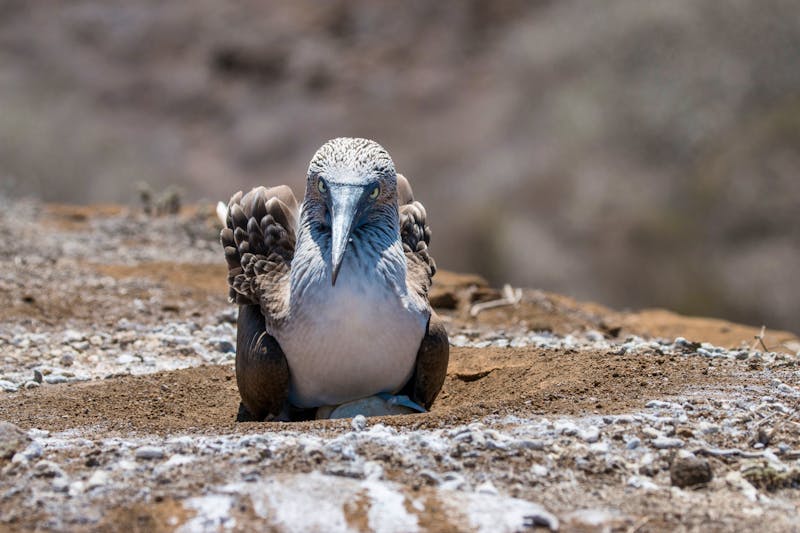 Nistende Blaufußtöpel bei Punta Pitt auf San Cristobal - Galapagos Islands - ©Hodossy - stock.adobe.com