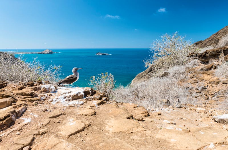 Blaufußtöpel bei Punta Pitt auf San Cristobal - Galapagos Islands - ©Hodossy - stock.adobe.com