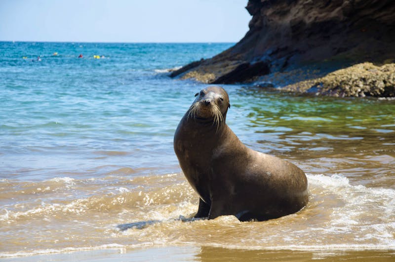 Seelöwe in Pitt Point auf der Insel San Cristobal - Galapagos Islands - ©No reproduction rights are granted without the express written permission of Diana Montes Vásquez. No other usage is expressed or implied.