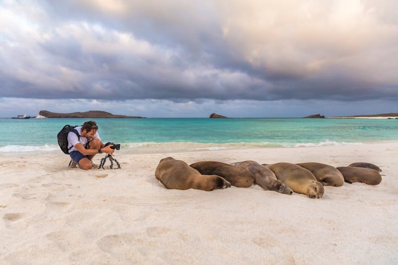 Seelöwen werden von einem Tourist fotografiert am Strand der Galapagos-Inseln - ©Maridav - stock.adobe.com