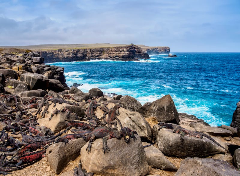 Meeresiguanas auf den Galapagos Inseln - Ecuador - ©Karol Kozłowski - stock.adobe.com