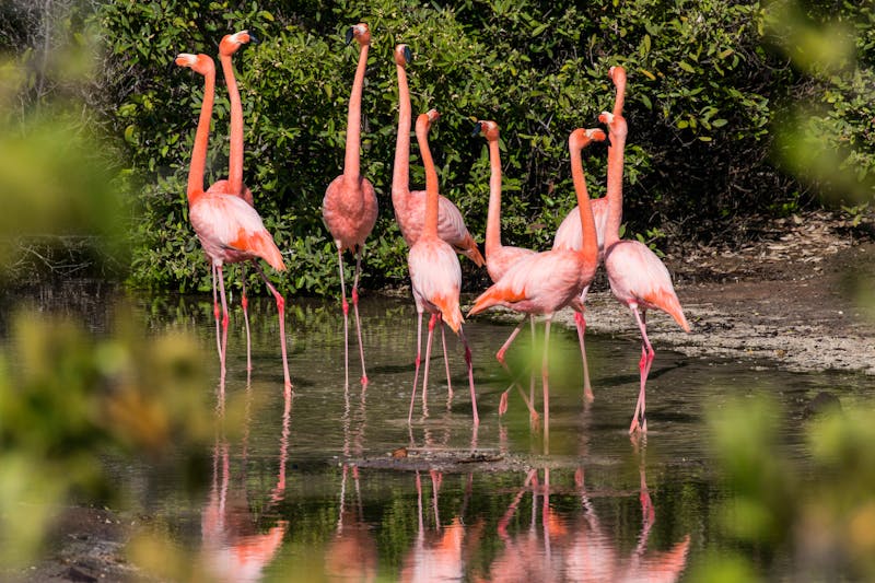 Flamingos in Punta Cormorant, Florenana, Galapagos - ©Hodossy - stock.adobe.com