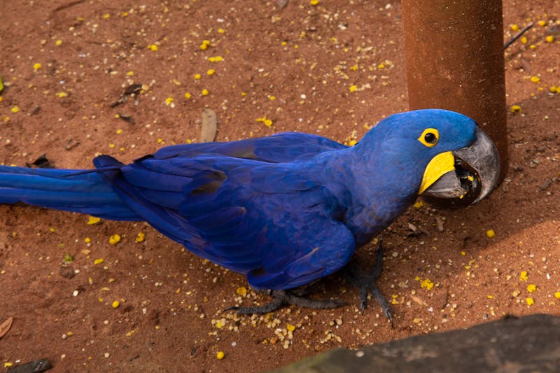 Blauer Papagie Ara im Vogelpark Parque das Aves - ©Alena - stock.adobe.com