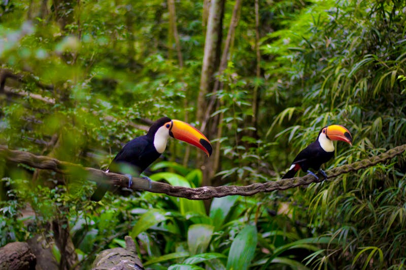 Zwei Tukan auf einem Baum im Vogelpark Parque das Aves - ©Rafael Guimarães - stock.adobe.com