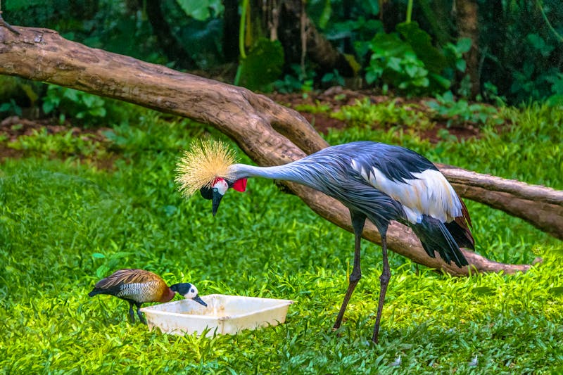 Grauer Kronenkranich und Ente beim Essen im Vogelpark Parque das Aves - ©diegograndi - stock.adobe.com