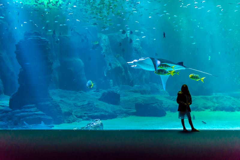 Nausicaá Aquarium in Boulogne-sur-Mer - ©Image'in - stock.adobe.com