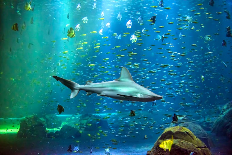 Nausicaá Aquarium in Boulogne-sur-Mer - ©Image'in - stock.adobe.com