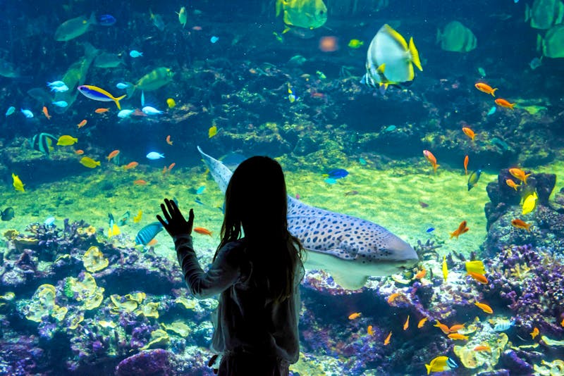 Nausicaá Aquarium in Boulogne-sur-Mer - ©Image'in - stock.adobe.com