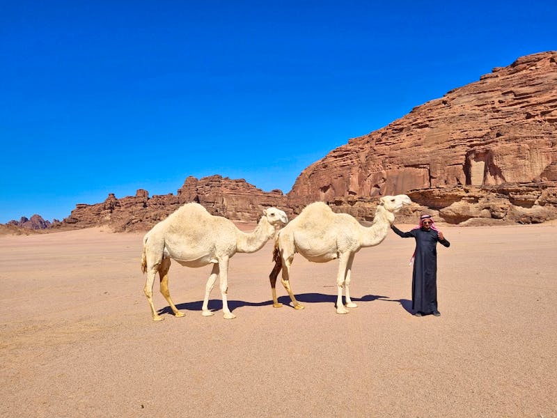 Dromedare im Wadi Al Lawz - ©Katrin Deutschbein - Eberhardt TRAVEL