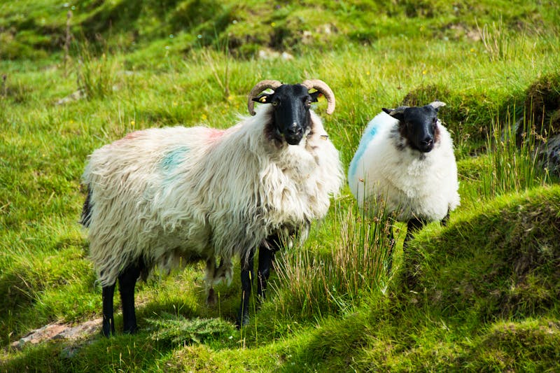 Schafe in der Region Connemara - ©puckillustrations - stock.adobe.com