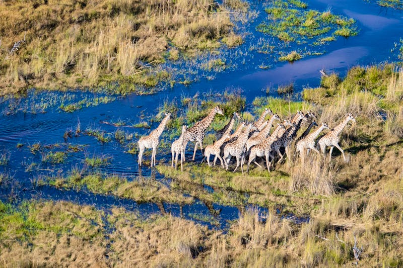 Giraffen im Okavango-Delta - &copy;Adobe Stock
