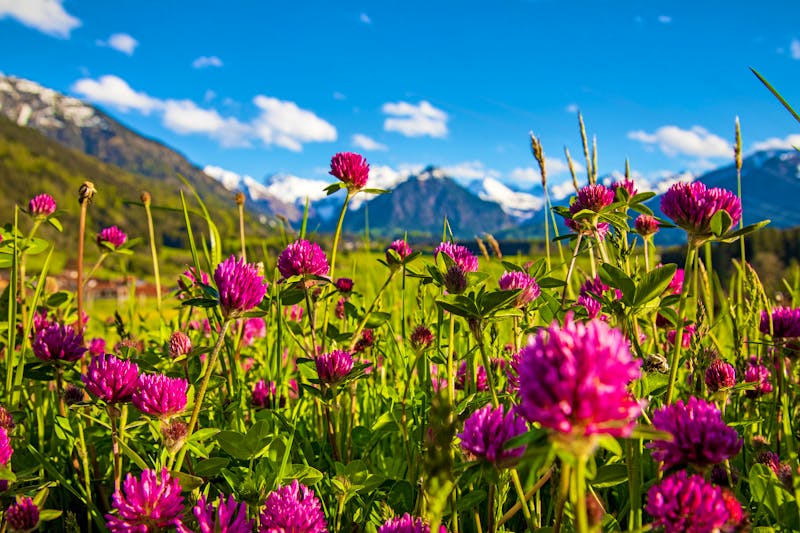 Blumenwiese in den Allgäuer Alpen - ©Dominik Ultes - stock.adobe.com