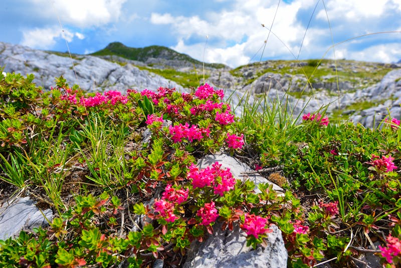 Wandern in den Lechtaler Alpen - ©Ilhan Balta - stock.adobe.com