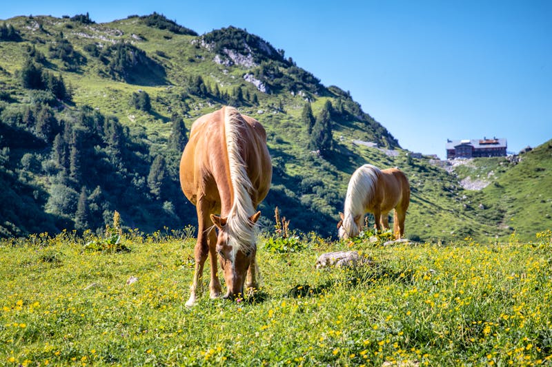 Pferde in den Lechtaler Alpen - ©Michael - stock.adobe.com