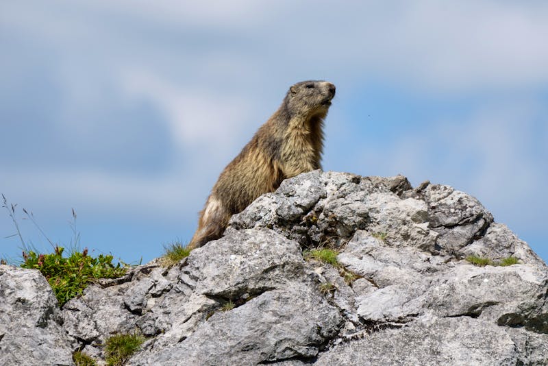 Murmeltier in den Lechtaler Alpen - ©FSteiger - stock.adobe.com