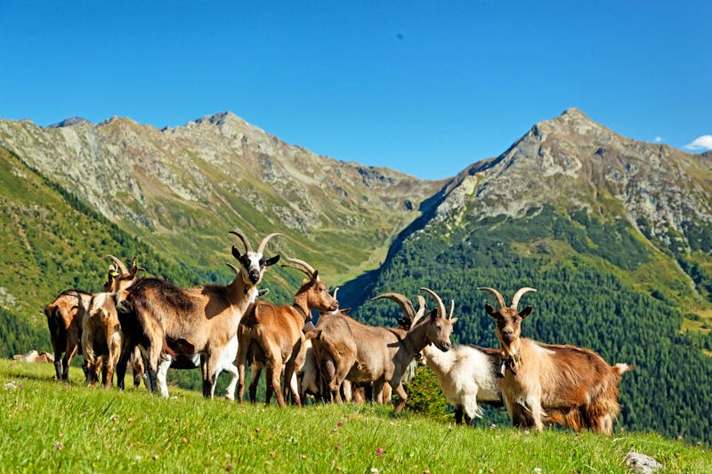 Ziegen im Passeiertal - ©Herby Meseritsch - stock.adobe.com