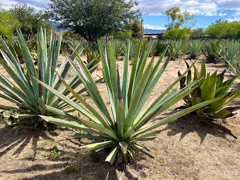 Agaven-Plantage, Teotitlán - ©Valentin Meyer-Plath - Eberhardt TRAVEL