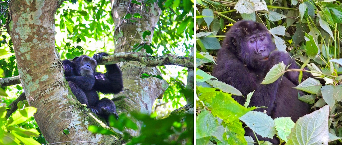 Gorilla und Schimpansen Trekking in Uganda – © Julian Bartsch - Eberhardt TRAVEL