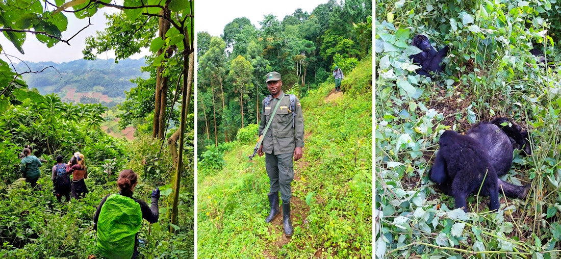 Gorilla Trekking im Bwindi Impenetrable Nationalpark in Uganda – © Julien Bartsch - Eberhardt TRAVEL