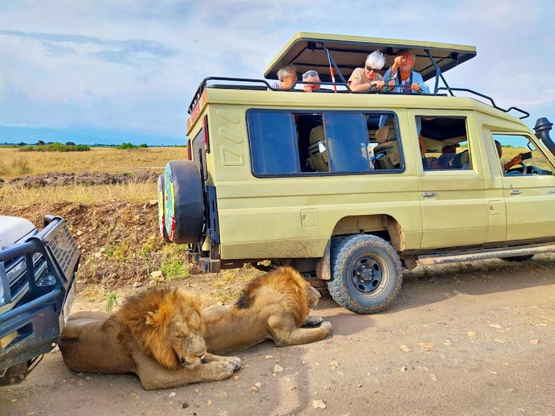 Löwen im Queen Elizabeth Nationalpark in Uganda - ©Julian Bartsch - Eberhardt TRAVEL