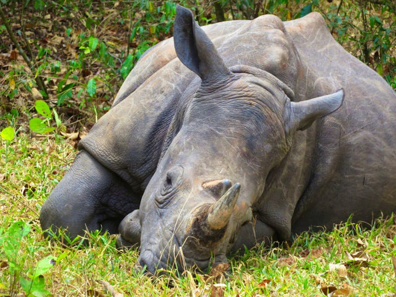 Nashorn im Ziwa Rhino Sanctuary Uganda - ©Julian Bartsch - Eberhardt TRAVEL