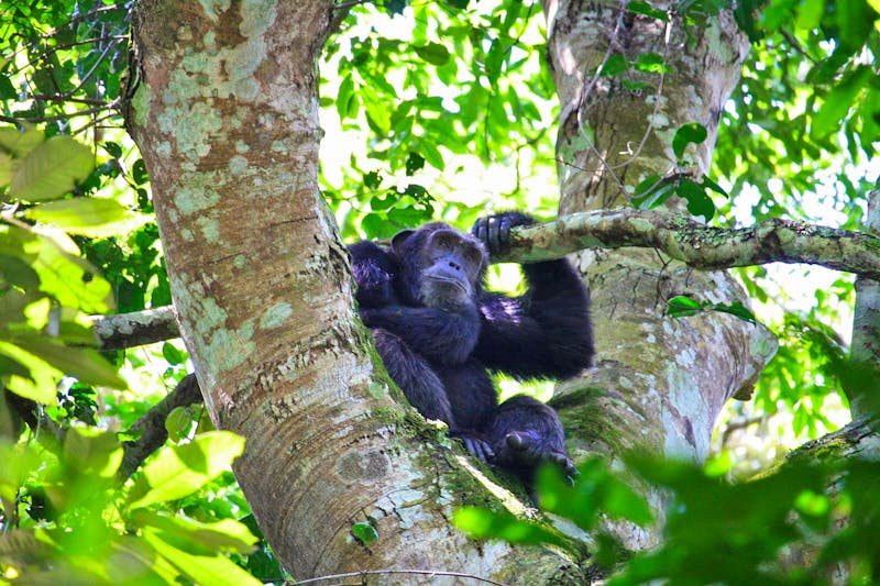 Schimpansen Trekking in Uganda - ©Gästefoto - Eberhardt TRAVEL
