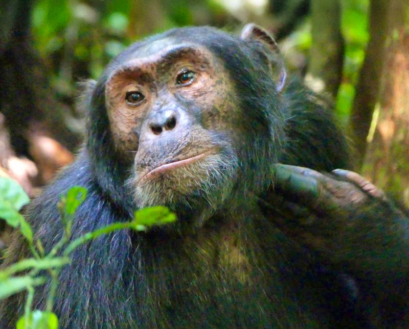 Schimpansen Trekking in Uganda - ©Gästefoto - Eberhardt TRAVEL