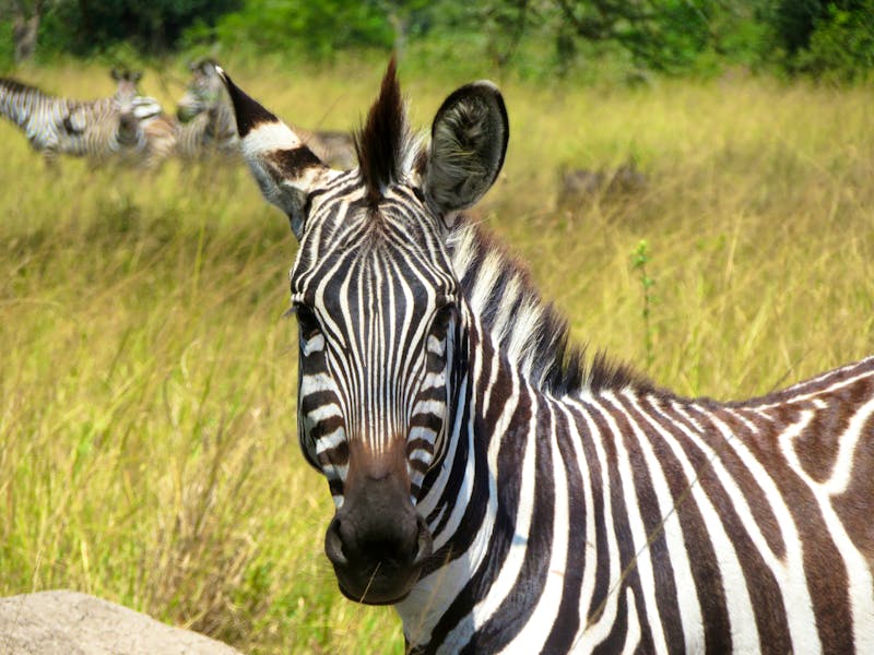 Zebra im Lake Mburo Nationalpark in Uganda - ©Julian Bartsch - Eberhardt TRAVEL