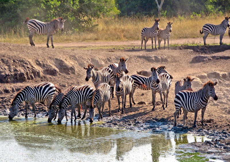Zebras im Lake Mburo Nationalpark in Uganda - ©Julian Bartsch - Eberhardt TRAVEL